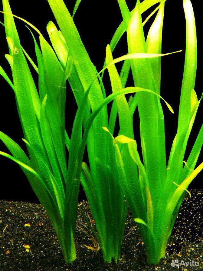 Валлиснерия гигантская аквариумное растение купить на Зозу.ру - фотография № 1