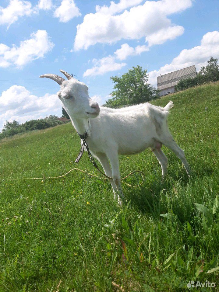 Продам козла, козочку, козу, все породы Ламанча купить на Зозу.ру - фотография № 5