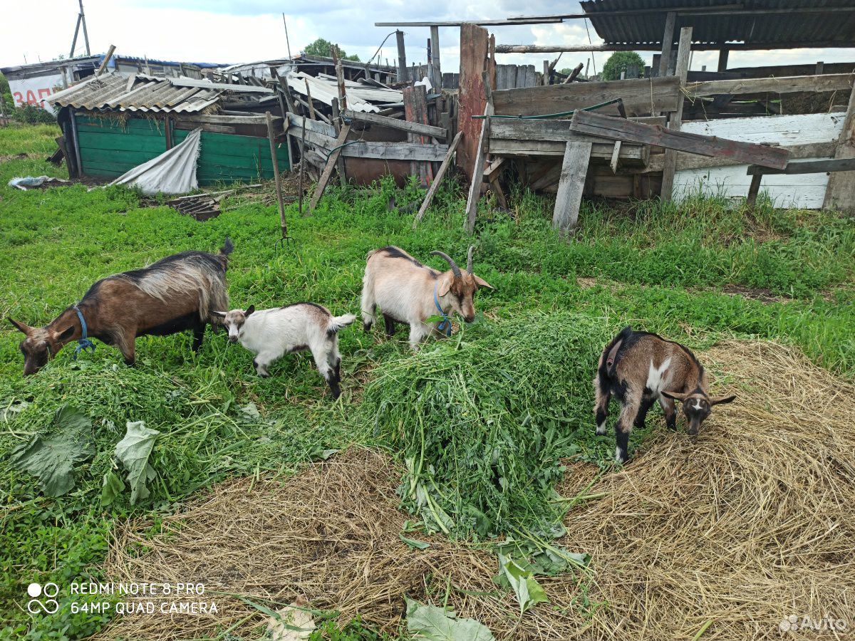 Альпийские козы купить на Зозу.ру - фотография № 2