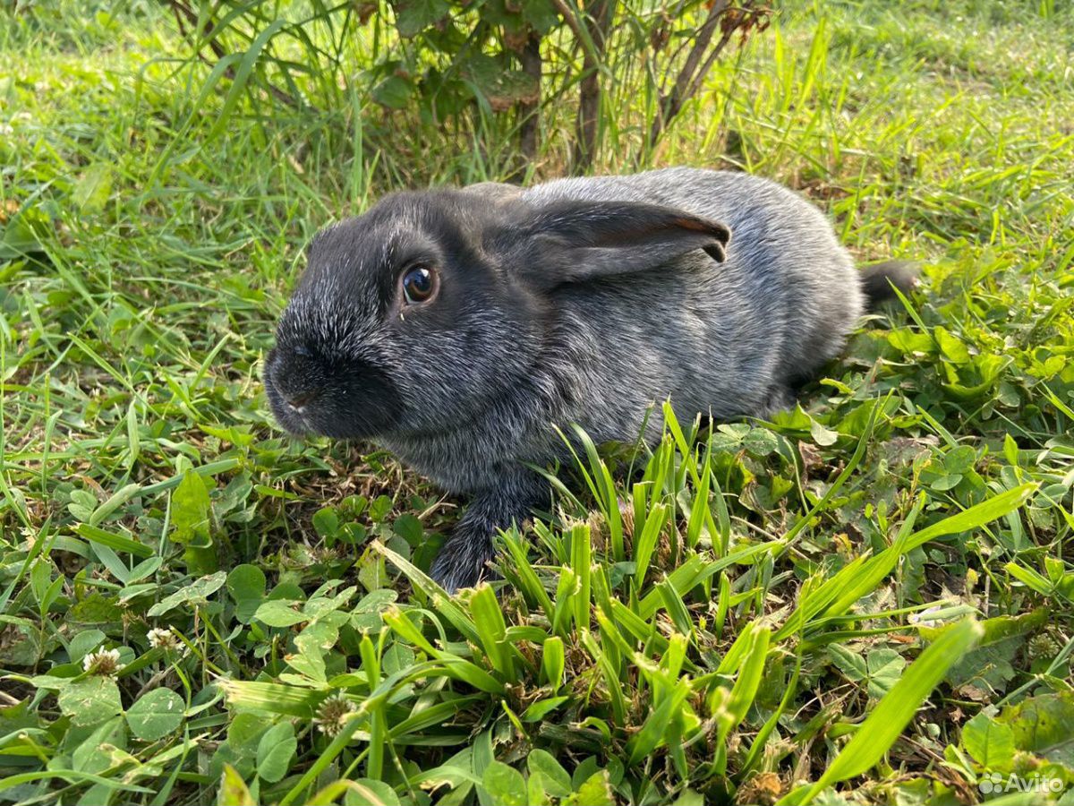 Авито туймазы животные. Авито туймазы животные. Лабрадор метис щенок цена. Авито туймазы животные. Нубийско зааненские козы.