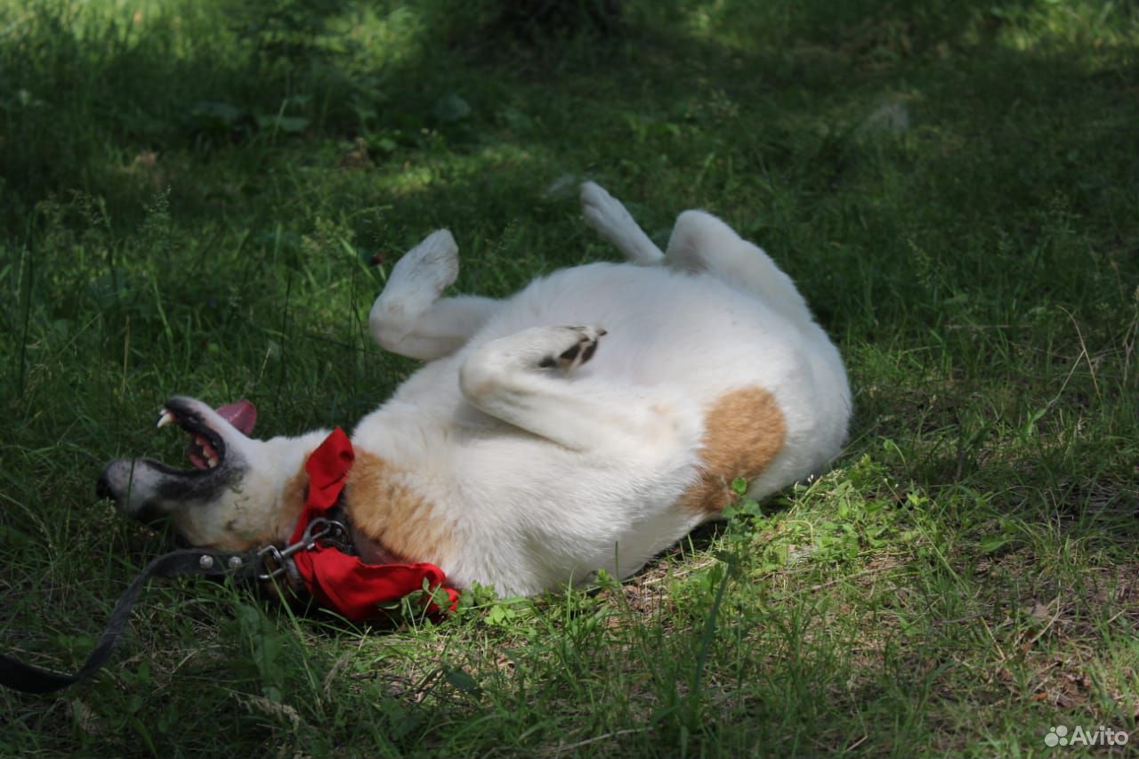 Отдаем послушную собаку Розочку в добрые руки купить на Зозу.ру - фотография № 3