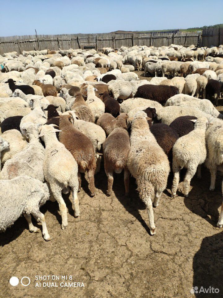 Овцы матки ягнятами купить на Зозу.ру - фотография № 6