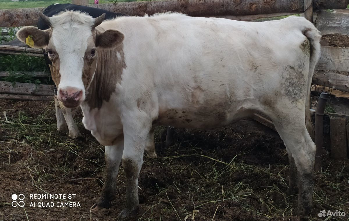 Корова, телка, теленок купить на Зозу.ру - фотография № 3