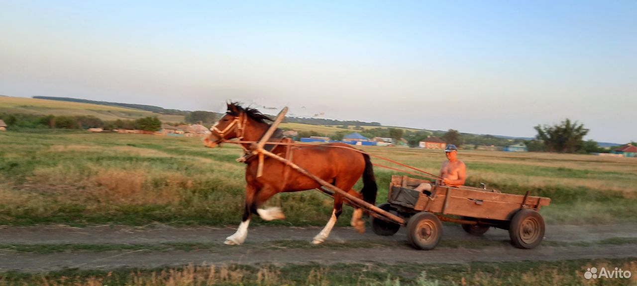 Продаю рабочую лошадь купить на Зозу.ру - фотография № 6