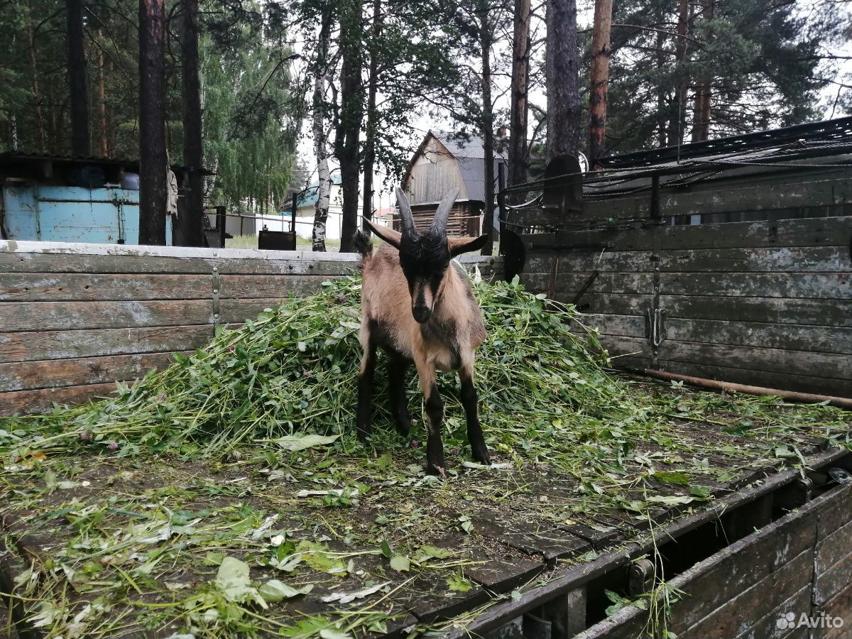 Козлята от альпийской козы купить на Зозу.ру - фотография № 2