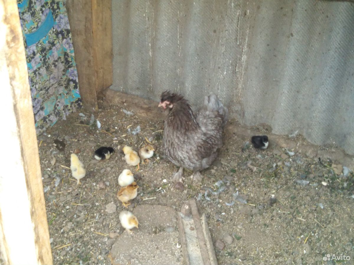 Цыплята с клушкой купить на Зозу.ру - фотография № 3
