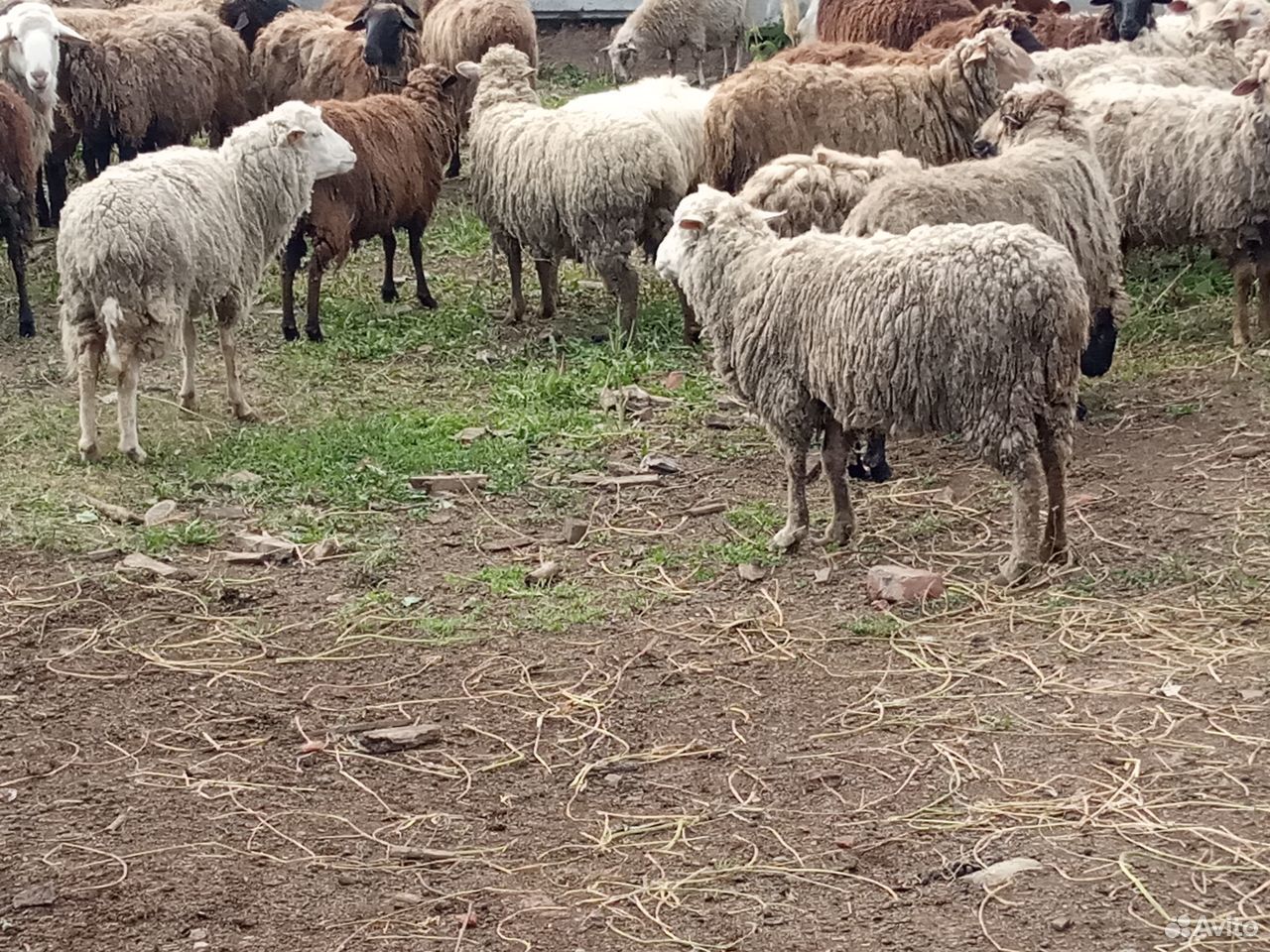 Овцы Бараны купить на Зозу.ру - фотография № 4