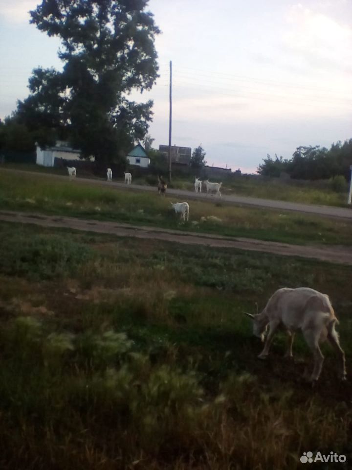 Молочные козы заанонубийской породы купить на Зозу.ру - фотография № 9
