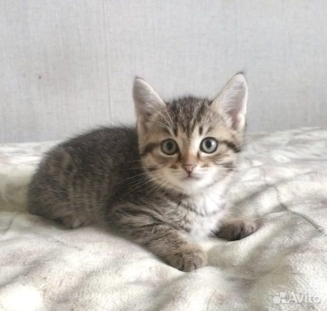 Милейшие котятки 2 месяца, 2 кошечки и 1кот купить на Зозу.ру - фотография № 3