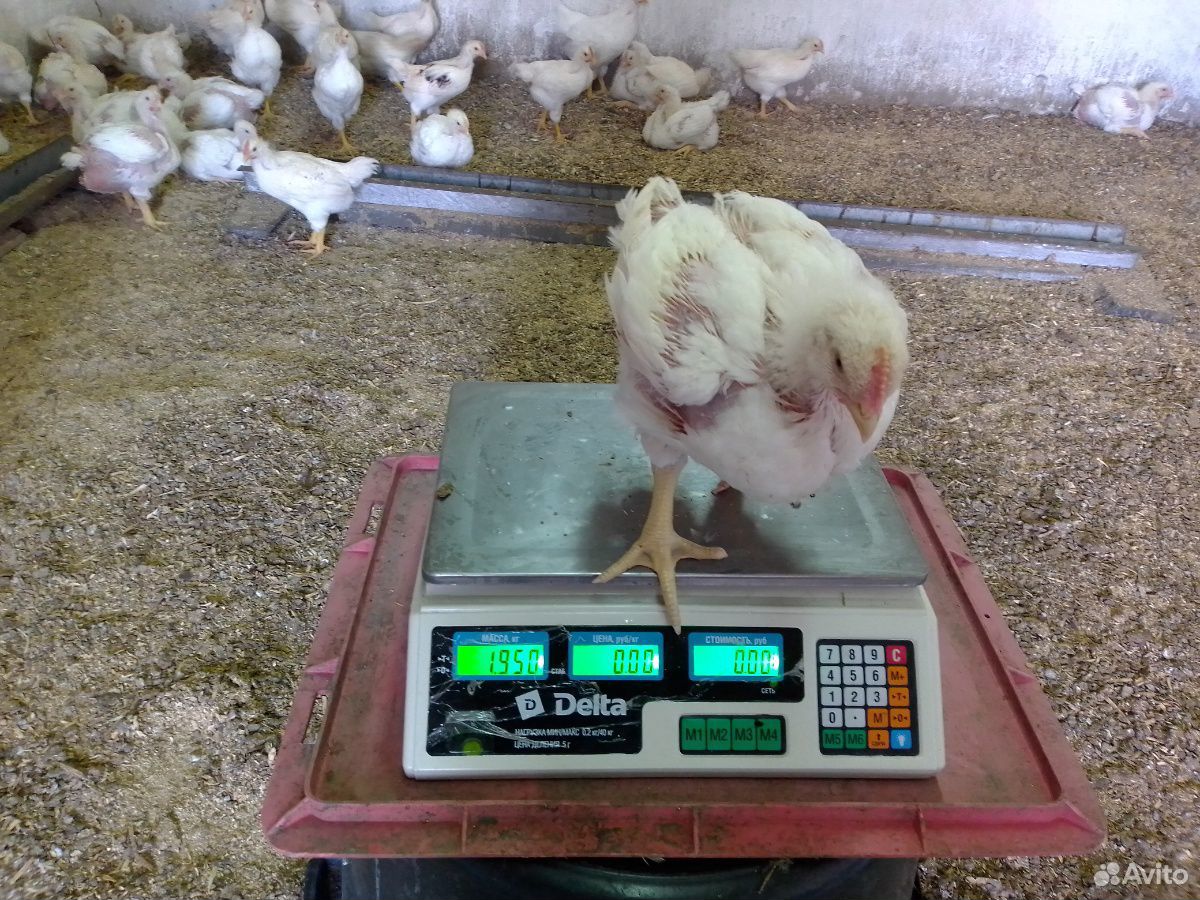 Цыплята бройлер кобб 500 возраст 28 дней купить на Зозу.ру - фотография № 3