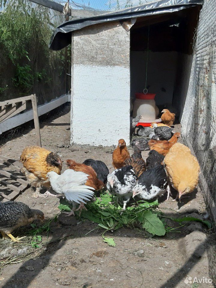 Цыплята мясо-яичных пород кур купить на Зозу.ру - фотография № 2