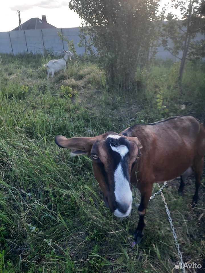 Продать коз купить на Зозу.ру - фотография № 5