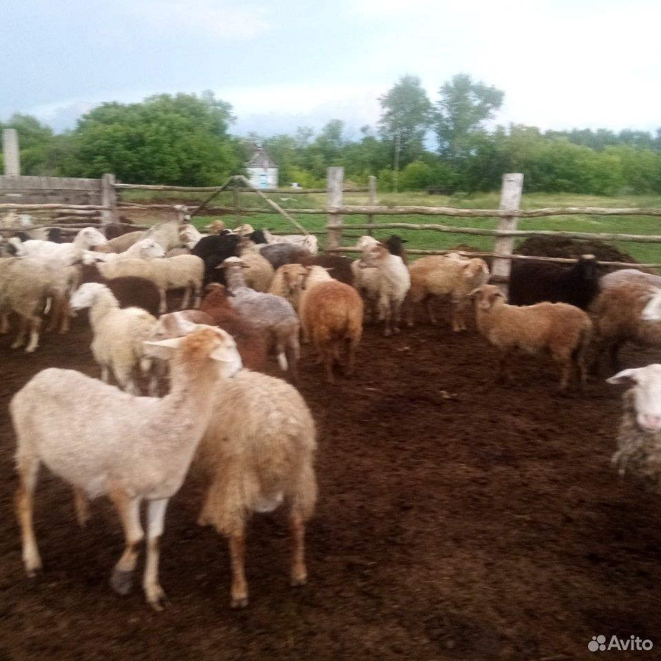 Овцы и тёлочка 4 мес купить на Зозу.ру - фотография № 4