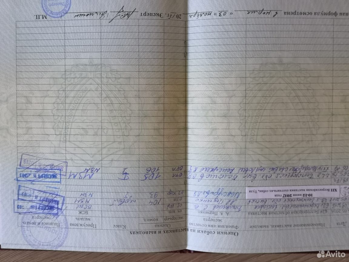 Щенки жесткошерстной таксы с документами купить на Зозу.ру - фотография № 3