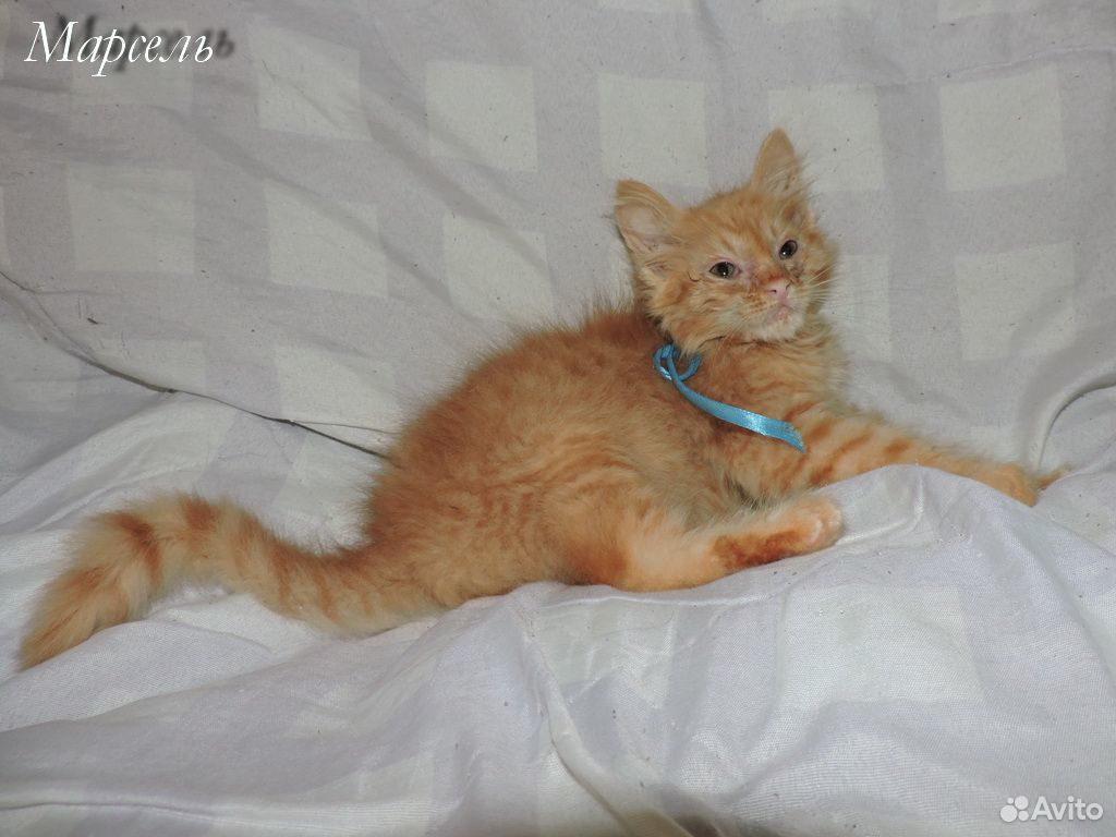 Котенок полупородистый Марсель купить на Зозу.ру - фотография № 3