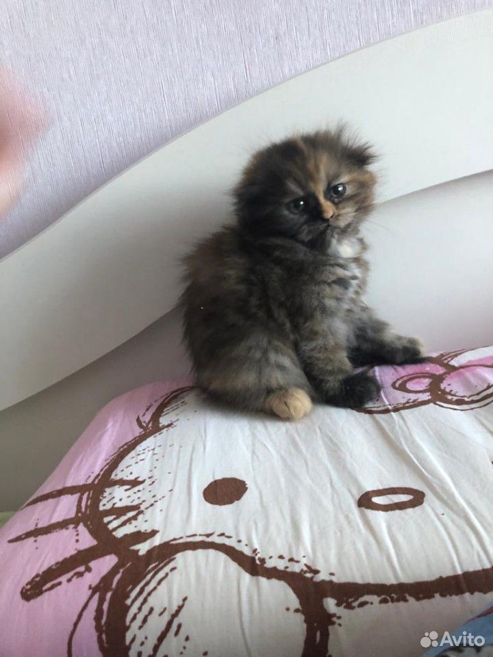 Персидский котёнок - девочка купить на Зозу.ру - фотография № 4