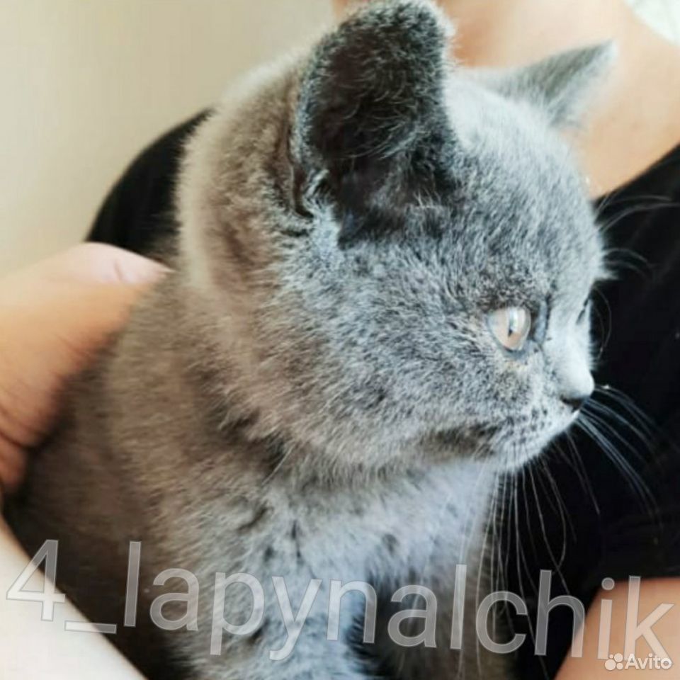 Котенка девочку купить на Зозу.ру - фотография № 3