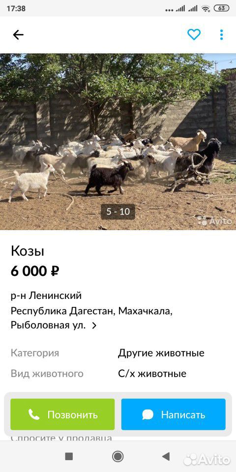 Продаю коз купить на Зозу.ру - фотография № 1