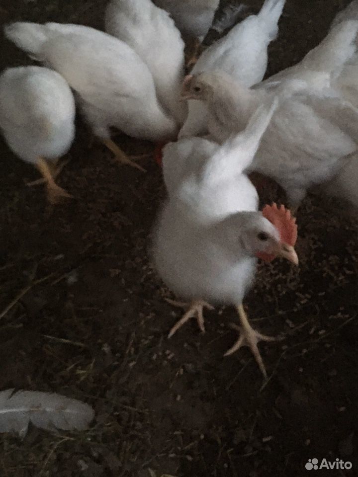 Цыплята (молодые петушки) купить на Зозу.ру - фотография № 1