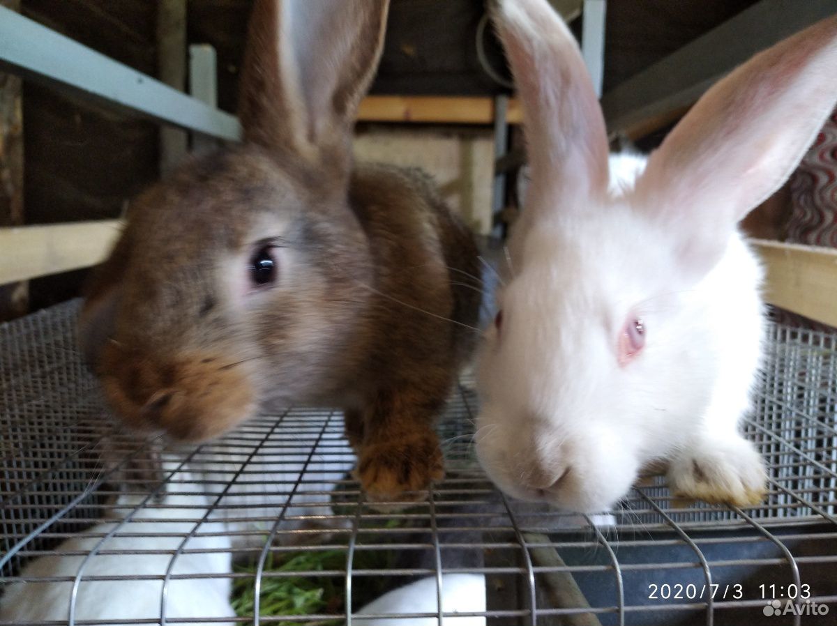 Мясо кролика, кролики, крольчата, петушки купить на Зозу.ру - фотография № 8