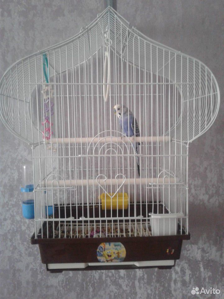Волнистый попугай купить на Зозу.ру - фотография № 1