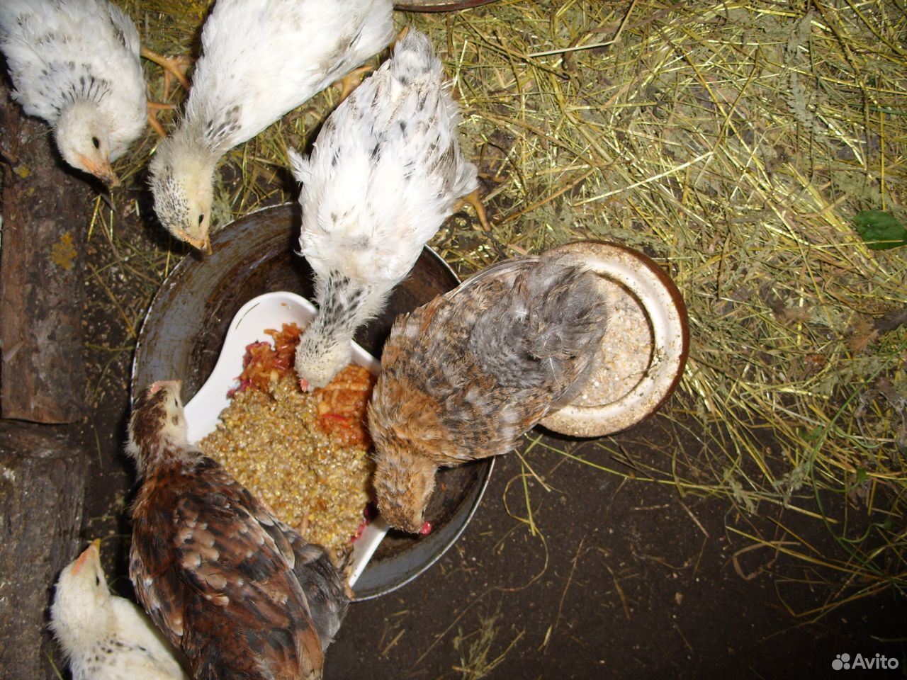 Цыплята 1 мес купить на Зозу.ру - фотография № 2