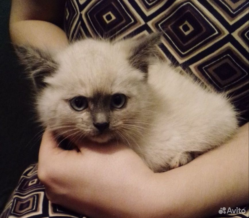 Котятки, все девочки, 2,5 месяца купить на Зозу.ру - фотография № 1