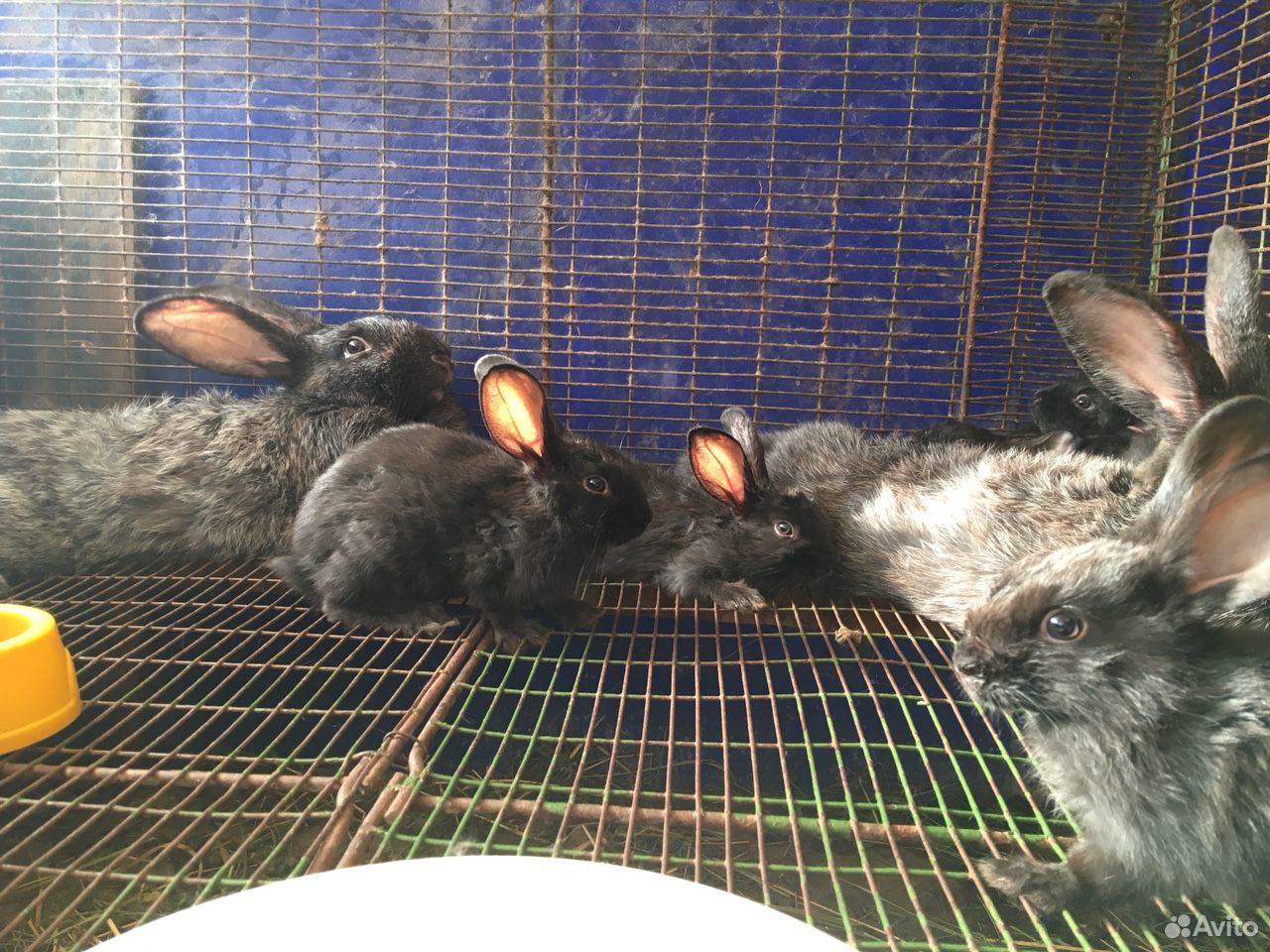 Кролики «Полтавское серебро» купить на Зозу.ру - фотография № 2