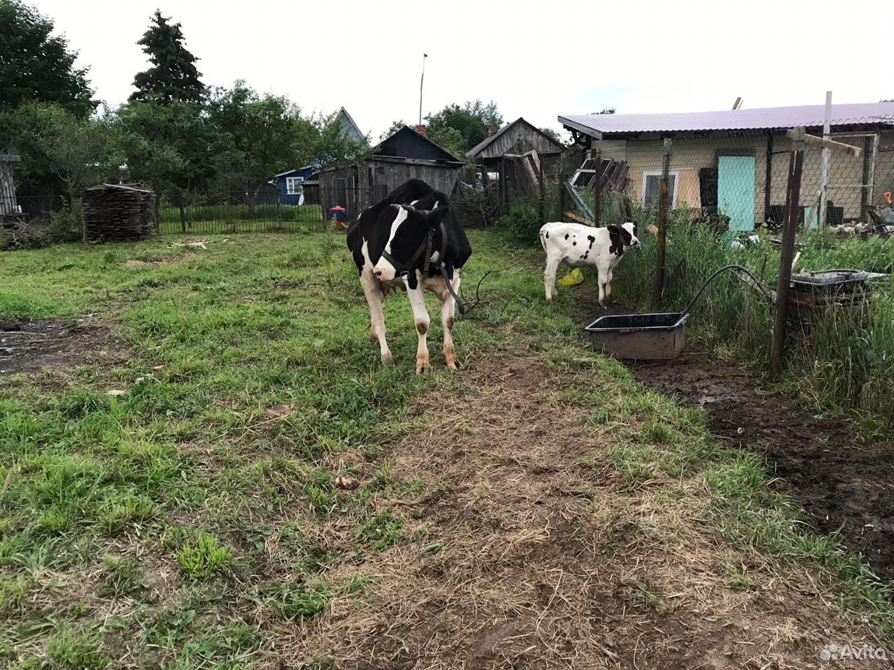 Корова и Бык голштинской породы купить на Зозу.ру - фотография № 2