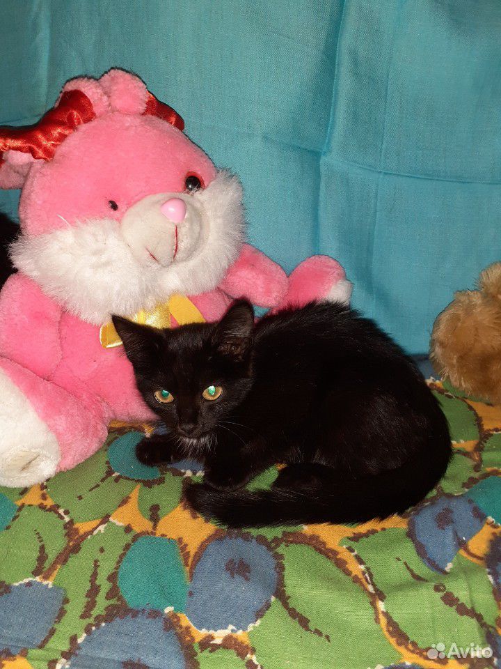 Котешка малышка 3 месяца купить на Зозу.ру - фотография № 7
