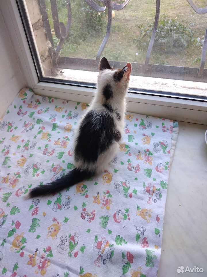 Котенок девочка, 2мес, черно-белая купить на Зозу.ру - фотография № 3