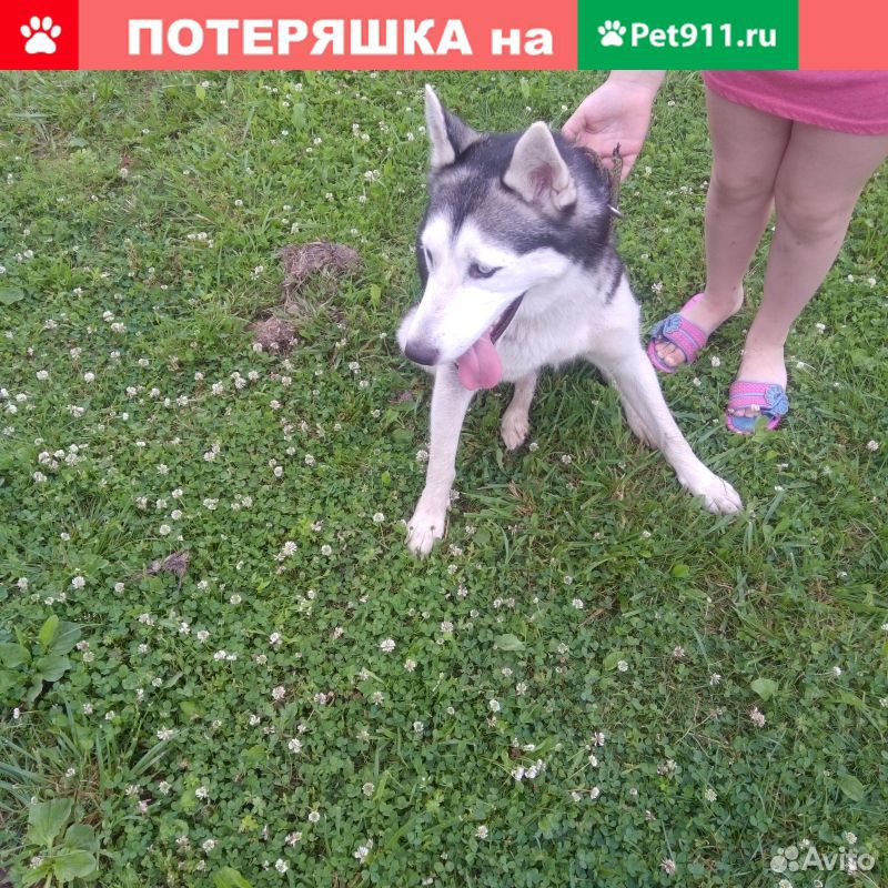 Найдена собака Хаски купить на Зозу.ру - фотография № 1