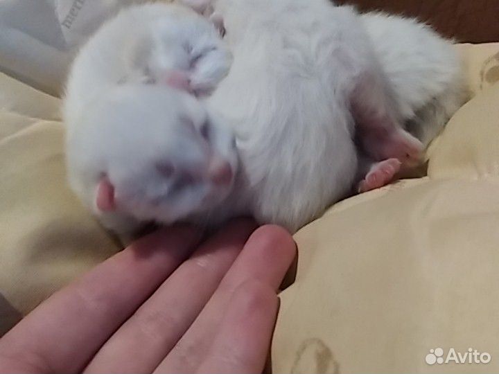 Котятки новорожденные беленькие купить на Зозу.ру - фотография № 5