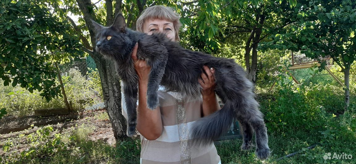 Годовалая кошка мейн-кун купить на Зозу.ру - фотография № 2