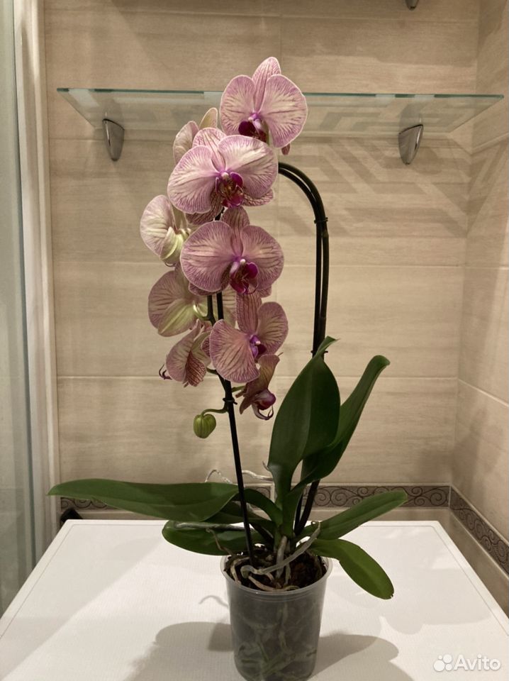 Орхидея (цветёт) фаленопсис каскад Венозный купить на Зозу.ру - фотография № 2