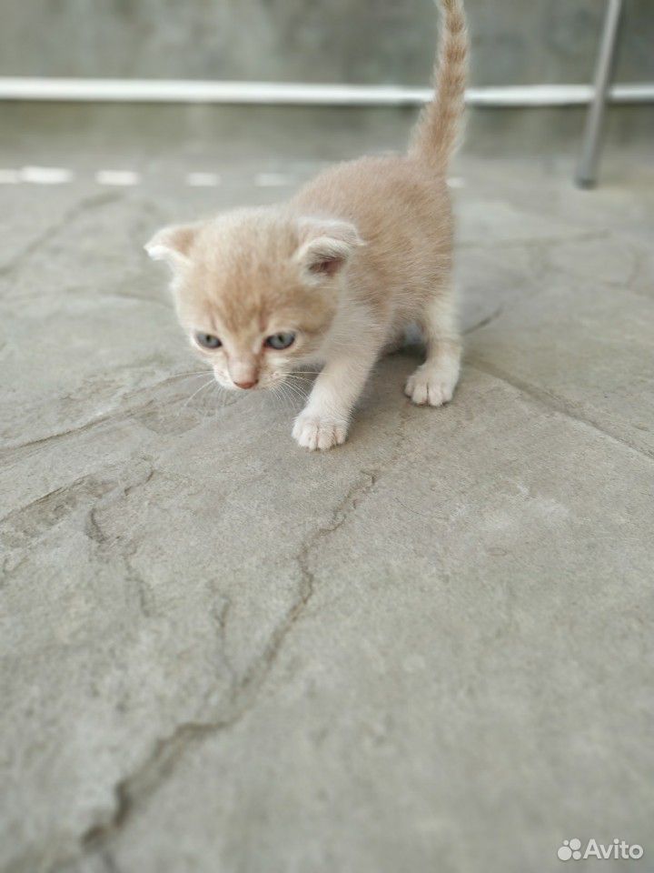 Котёнок вислоухий (мальчик) купить на Зозу.ру - фотография № 5