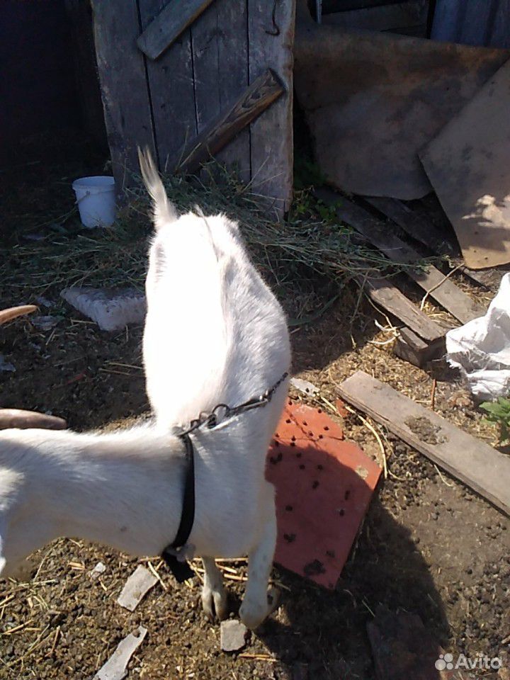 Продам козу купить на Зозу.ру - фотография № 3