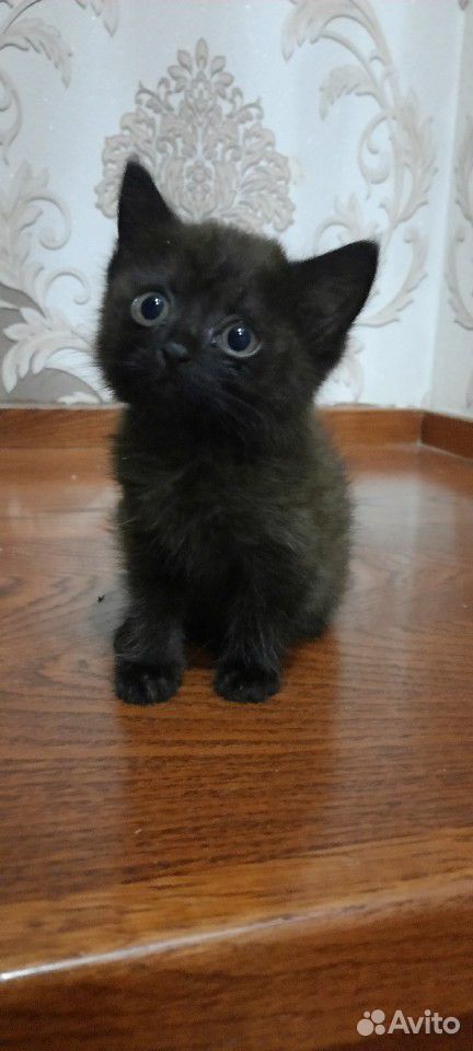 Британские котята(помесь) купить на Зозу.ру - фотография № 2