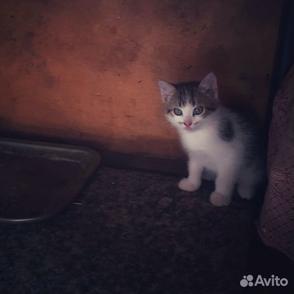 Котята в любящую семью купить на Зозу.ру - фотография № 6