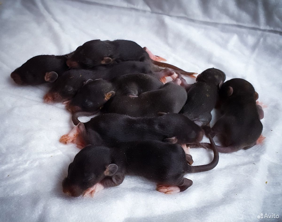 Малыши крысятки купить на Зозу.ру - фотография № 5
