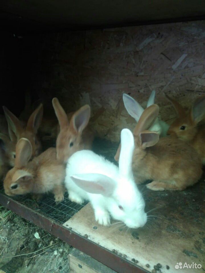 Крольчата купить на Зозу.ру - фотография № 5