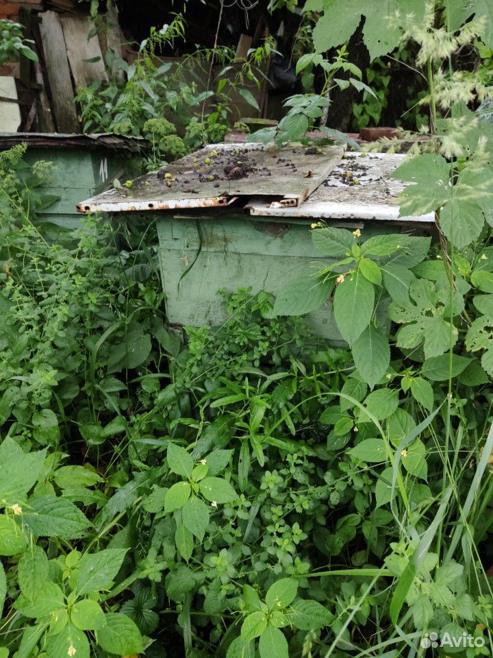 Ульи с пчелами купить на Зозу.ру - фотография № 4