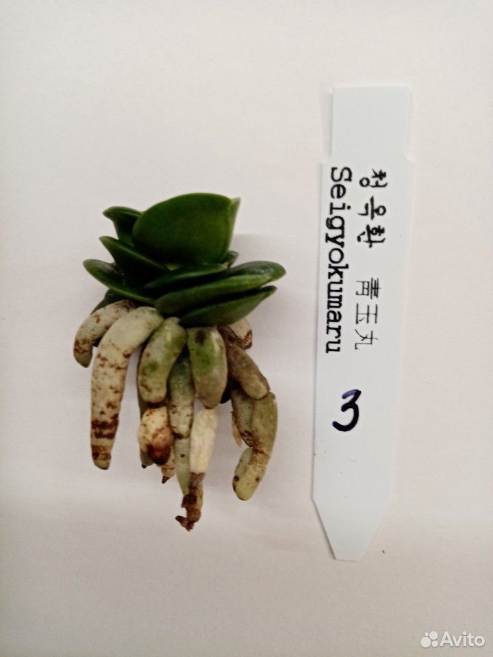 Орхидея неофинетия seigyokumaru купить на Зозу.ру - фотография № 9