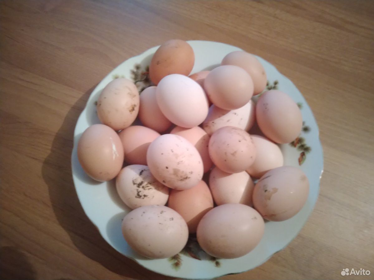 Яйца куриные домашние купить на Зозу.ру - фотография № 1