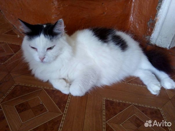 Кошка стерилизованная купить на Зозу.ру - фотография № 4