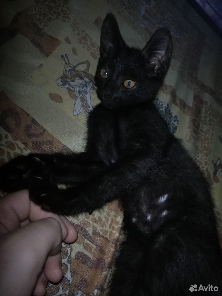 Милый чёрный котик купить на Зозу.ру - фотография № 5