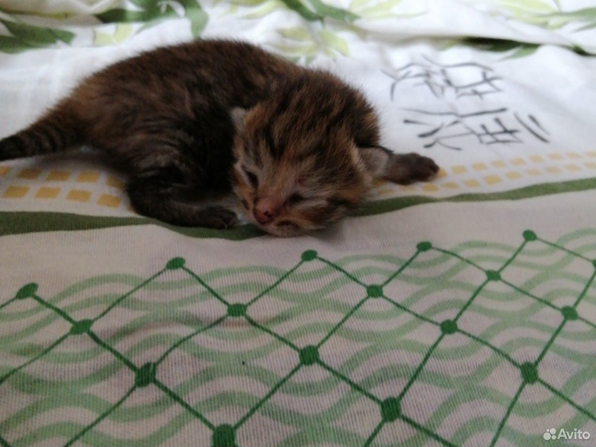 Продам котёнка шатландка 2 дня отроду за 1000 купить на Зозу.ру - фотография № 3