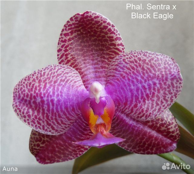 Орхидея Фаленопсис Black Centra купить на Зозу.ру - фотография № 1