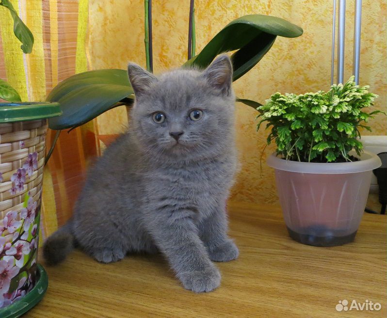 Продаются котята купить на Зозу.ру - фотография № 4