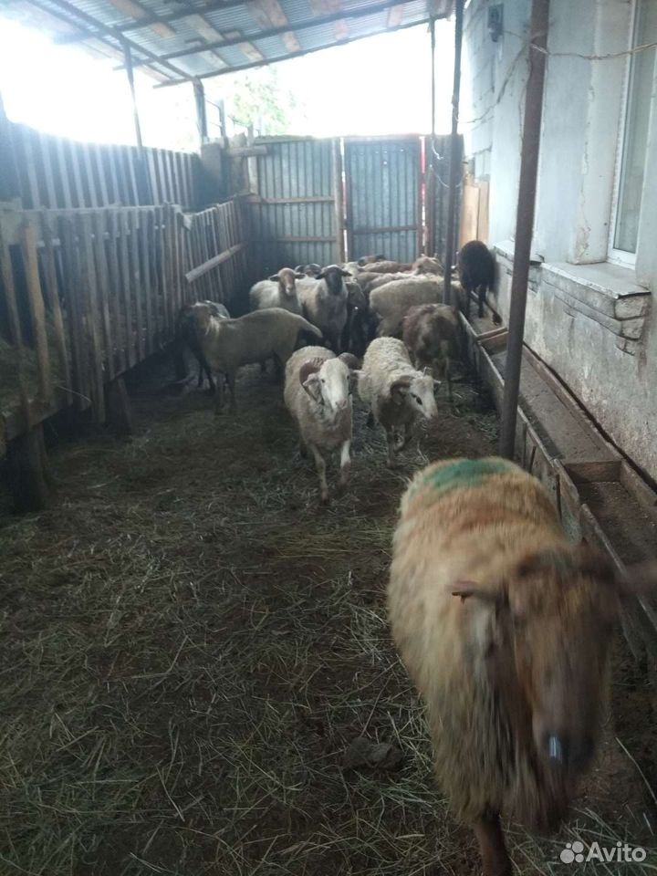 Баран-овцы купить на Зозу.ру - фотография № 10